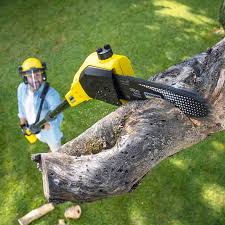 Best Stump Grinding and Removal  in Brighton, CO