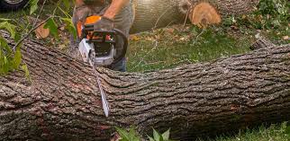 Tree and Shrub Care in Brighton, CO