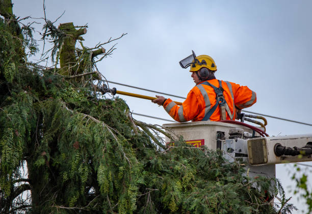 Best Storm Damage Tree Cleanup  in Brighton, CO