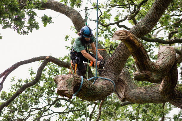 Professional Tree Services in Brighton, CO