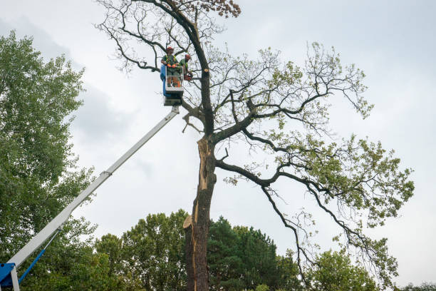 Best Tree Disease Treatment  in Brighton, CO