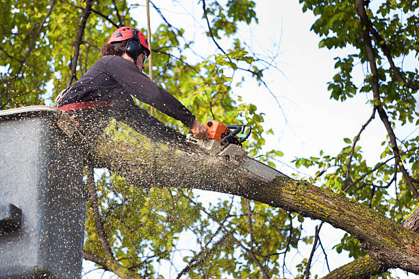 Best Commercial Tree Services  in Brighton, CO