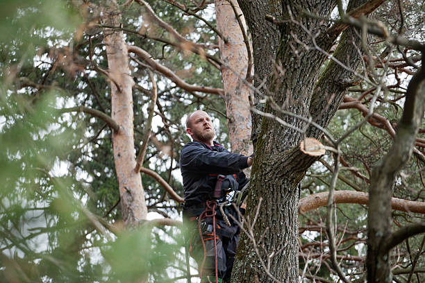 Best Tree Removal Service  in Brighton, CO