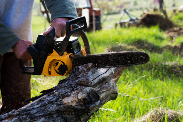 Best Stump Grinding and Removal  in Brighton, CO